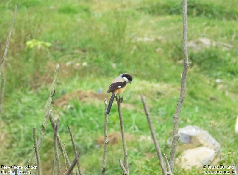 Long-tailed Shrikeadult, identification