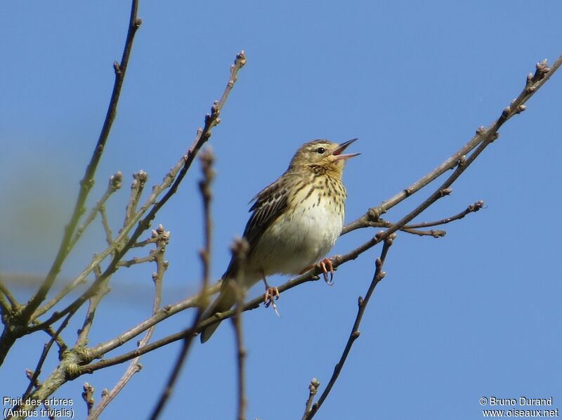 Pipit des arbres mâle, identification, chant, Comportement