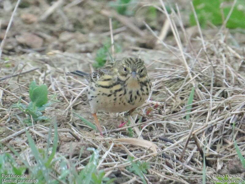 Pipit farlouseadulte, identification