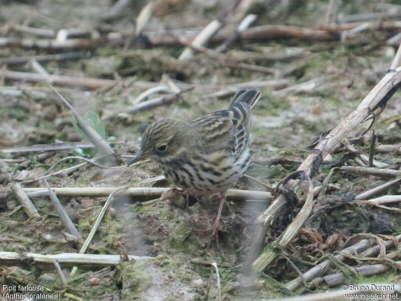 Meadow Pipitadult, identification