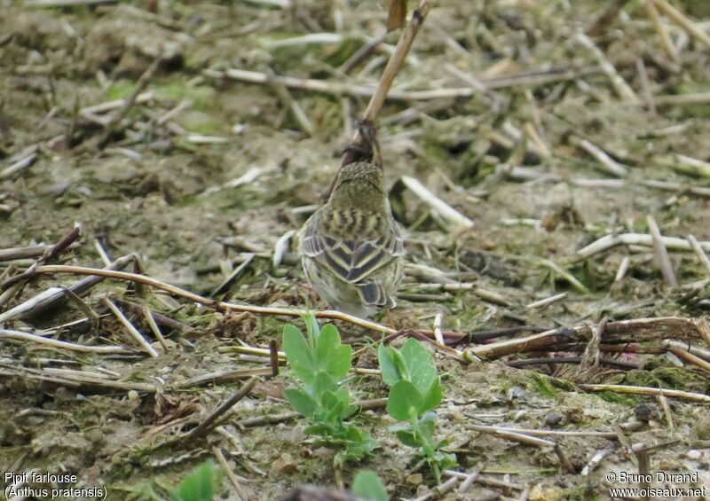 Pipit farlouseadulte, identification