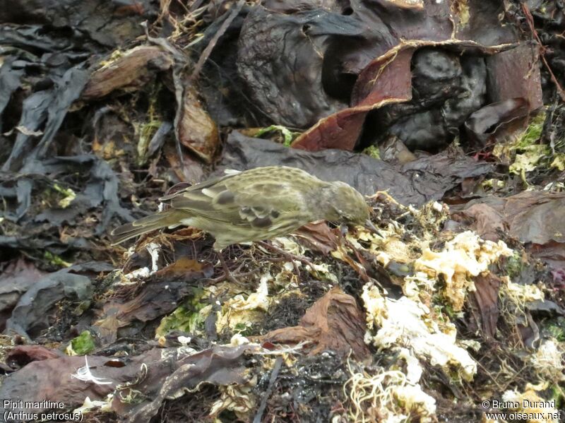 Pipit maritime, identification, régime