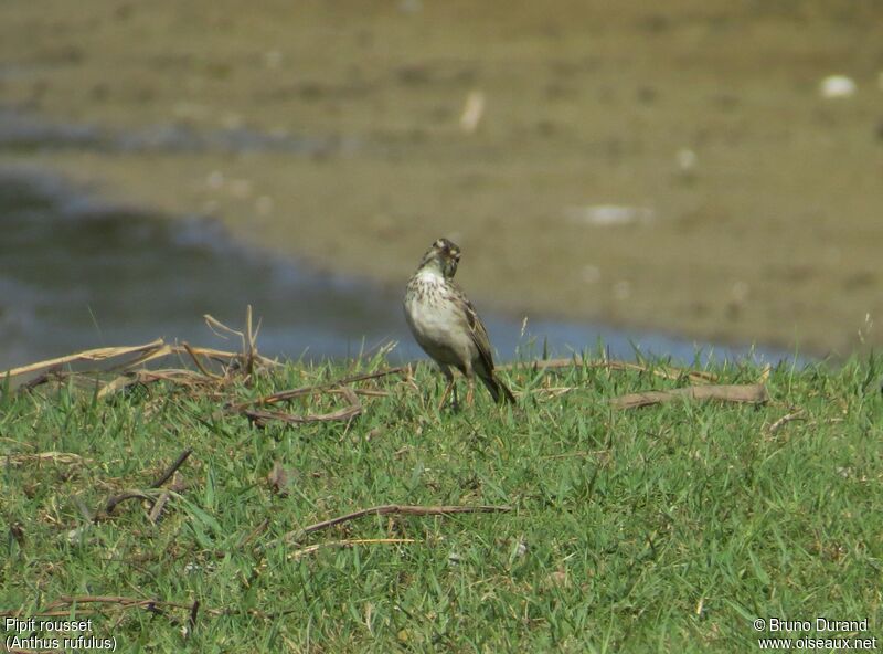 Paddyfield Pipit, identification, Behaviour