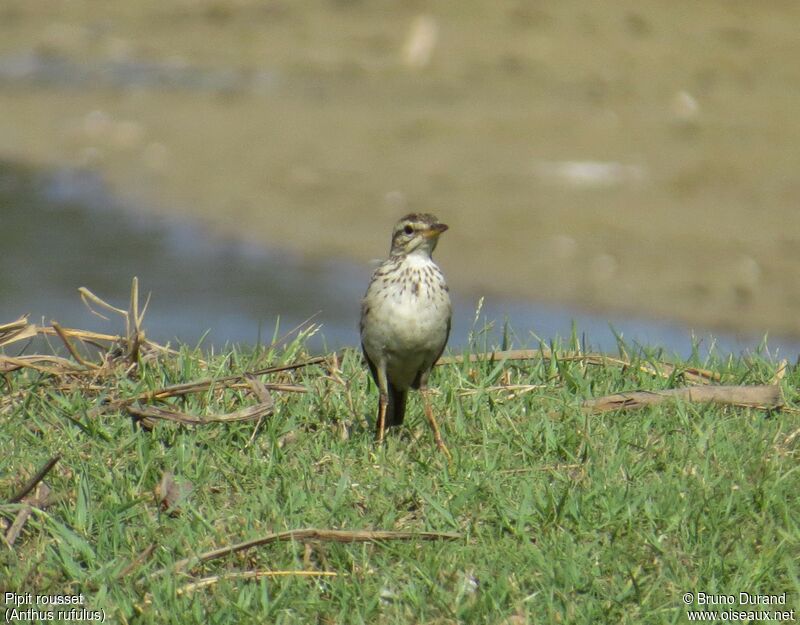 Paddyfield Pipit, identification