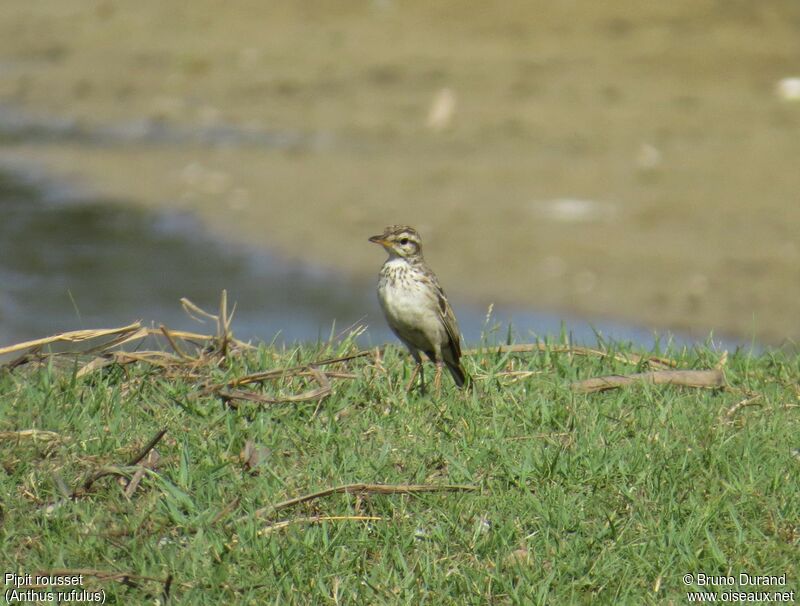 Pipit rousset, identification