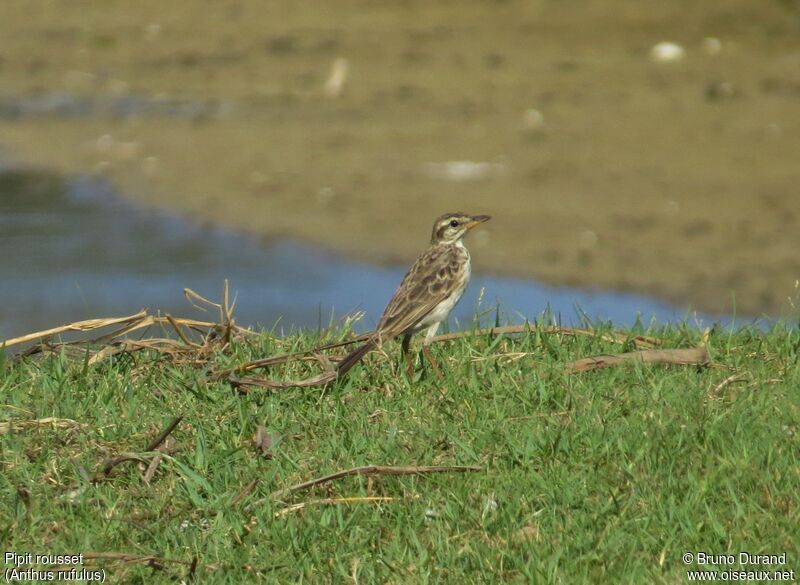 Pipit rousset, identification