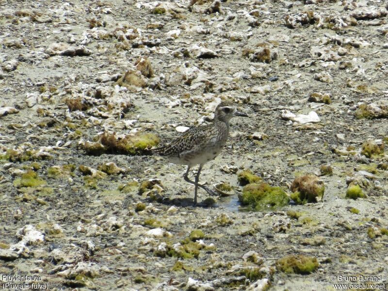 Pacific Golden Ploveradult post breeding, identification