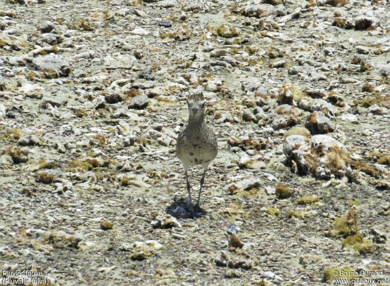 Pluvier fauve, identification