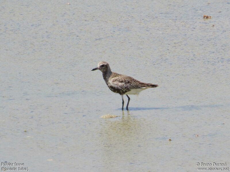 Pacific Golden Plover, identification