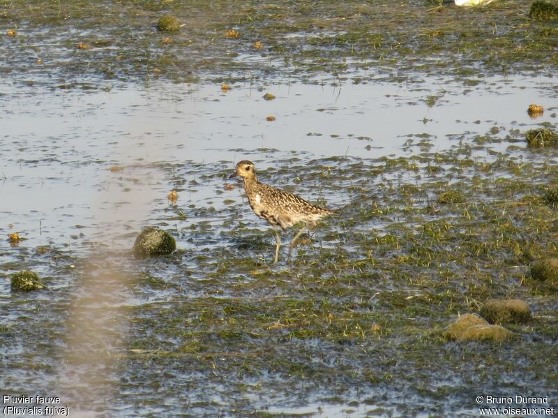 Pacific Golden Ploveradult, identification