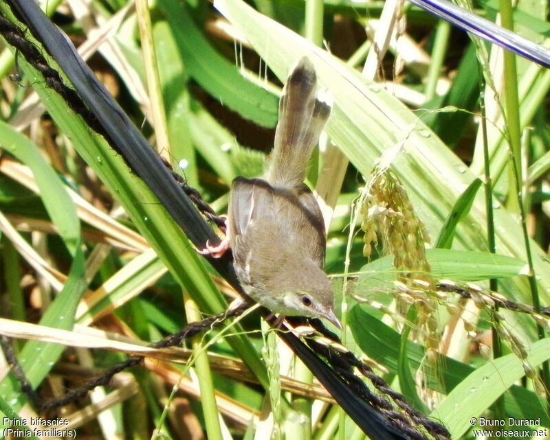 Prinia bifasciéeadulte, identification, régime, Comportement