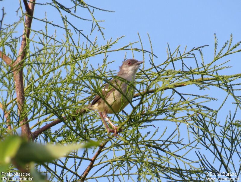 Prinia bifasciéeadulte, identification, Comportement