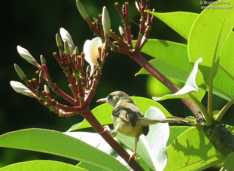 Prinia bifasciéeadulte, identification, Comportement