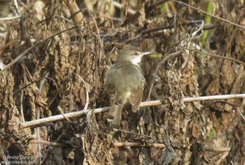 Prinia bifasciée, identification, Comportement