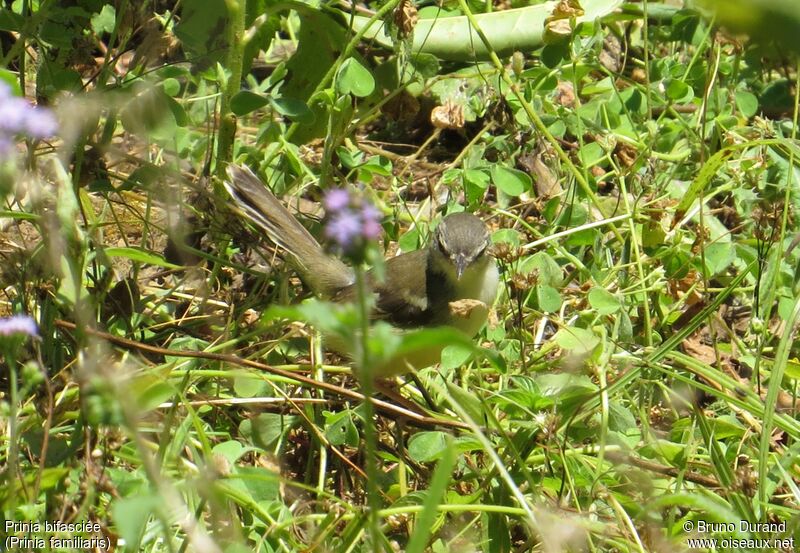 Prinia bifasciéeadulte, identification