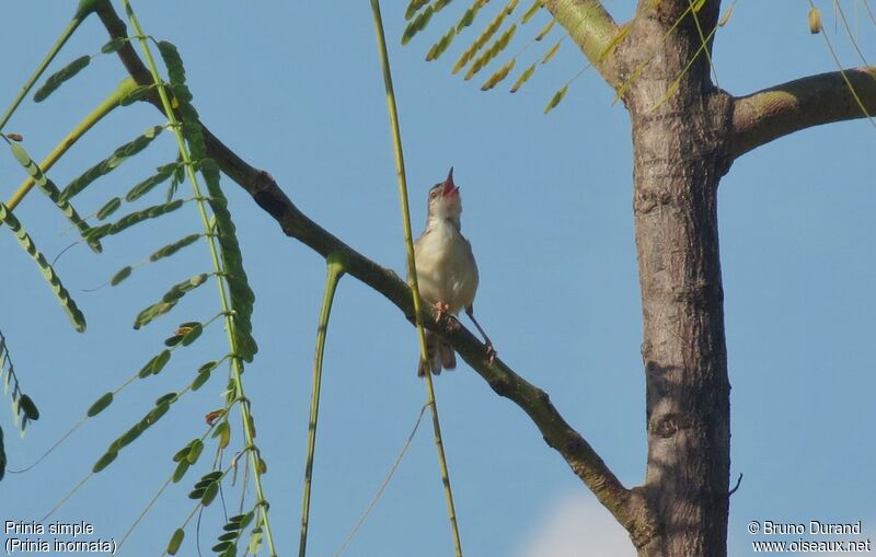 Prinia simpleadulte, identification, Comportement