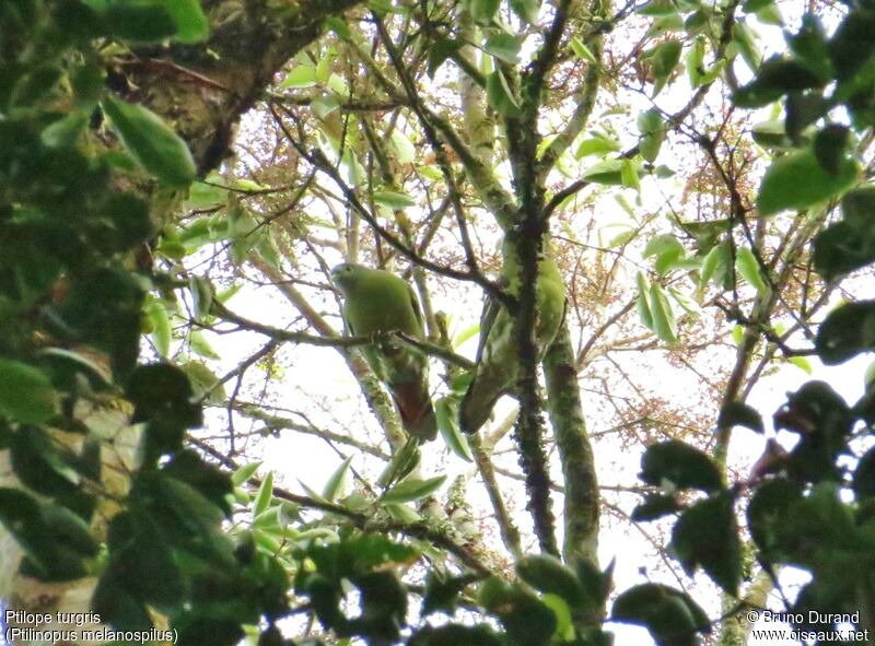 Black-naped Fruit Dove female, identification