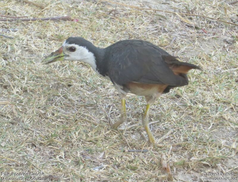 White-breasted Waterhenadult, identification, Behaviour