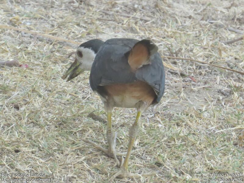 White-breasted Waterhen, identification, Behaviour