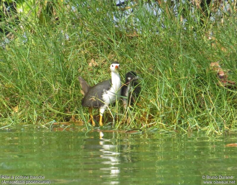 Râle à poitrine blanchejuvénile, identification, Nidification, Comportement