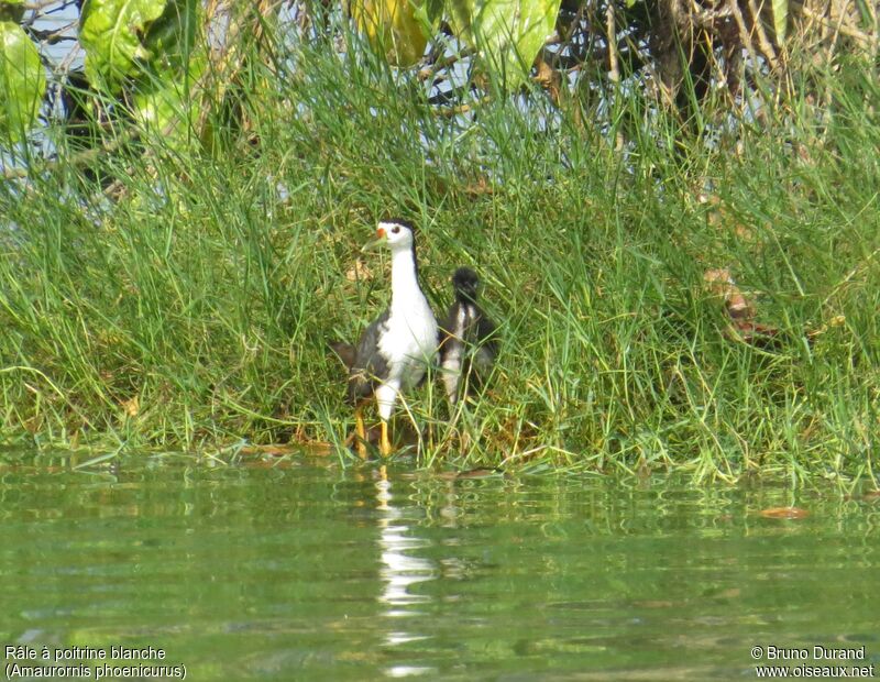 Râle à poitrine blanchejuvénile, identification, Nidification, Comportement