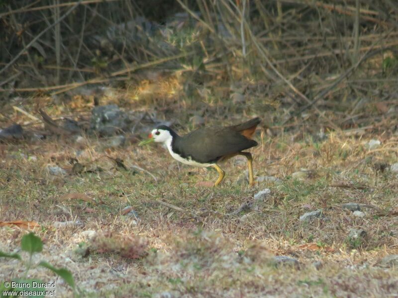 Râle à poitrine blancheadulte, identification, Comportement