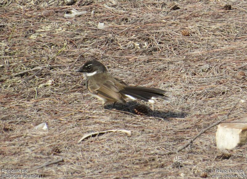 Rhipidure pie, identification