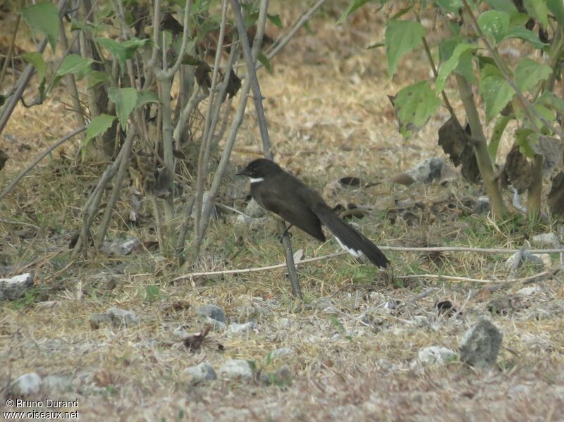 Malaysian Pied Fantail, identification, Behaviour