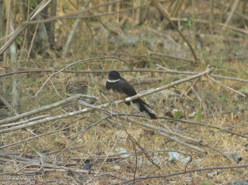 Malaysian Pied Fantailadult, identification, Behaviour