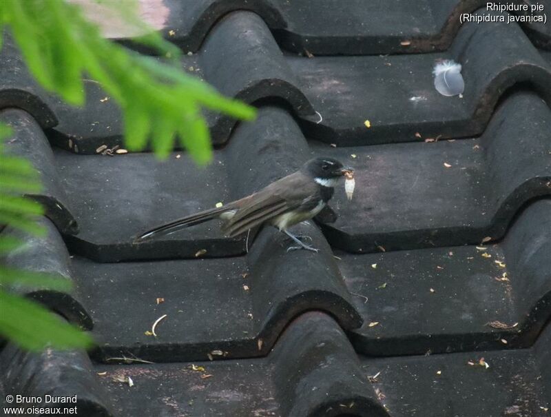 Malaysian Pied Fantailadult, Reproduction-nesting