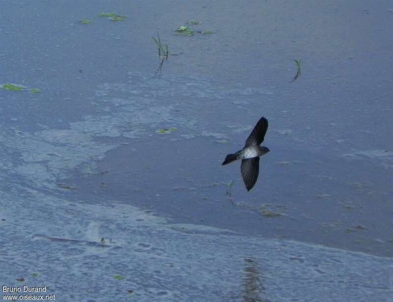 Cave Swiftlet, Flight