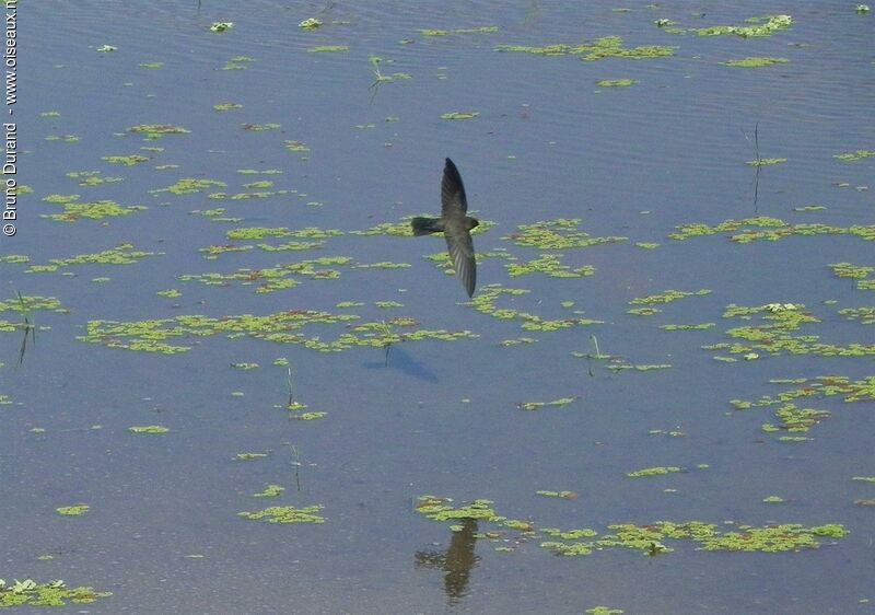 Cave Swiftlet, Flight