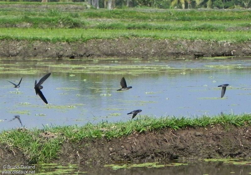 Cave Swiftlet, Flight