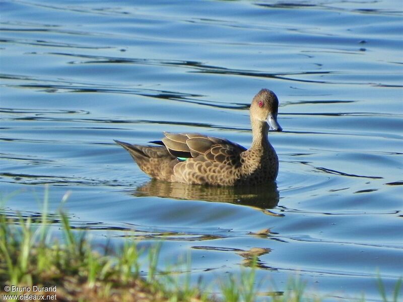 Sarcelle griseadulte, identification, Comportement