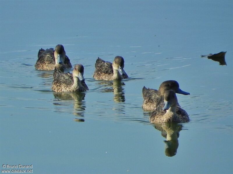 Sunda Tealadult, identification