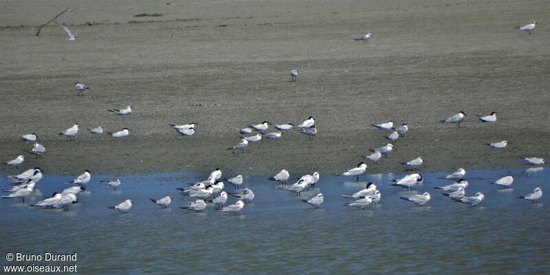 Gull-billed Tern, Behaviour