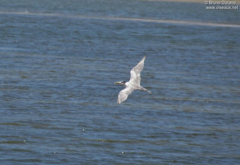 Greater Crested Ternadult, Flight