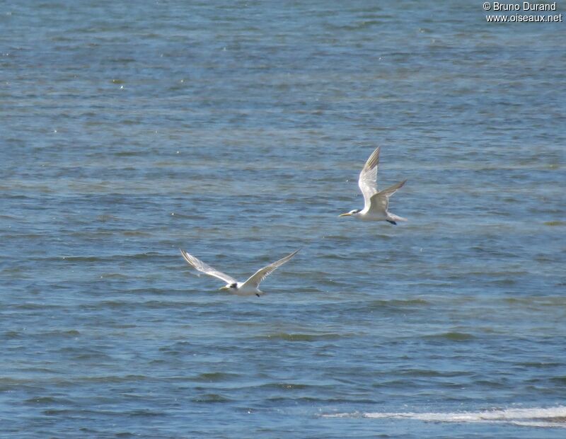 Greater Crested Tern, Flight