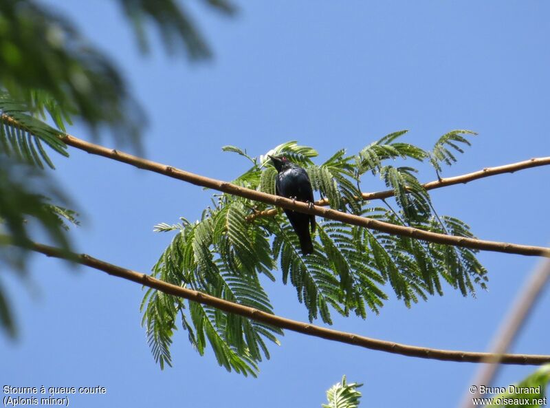 Short-tailed Starlingadult, identification