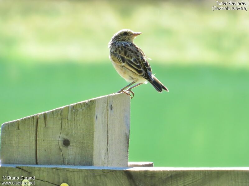 Tarier des prés1ère année, identification