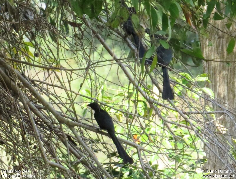 Racket-tailed Treepie, identification, Behaviour