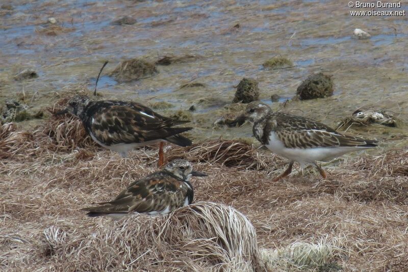 Tournepierre à collier, identification, Comportement