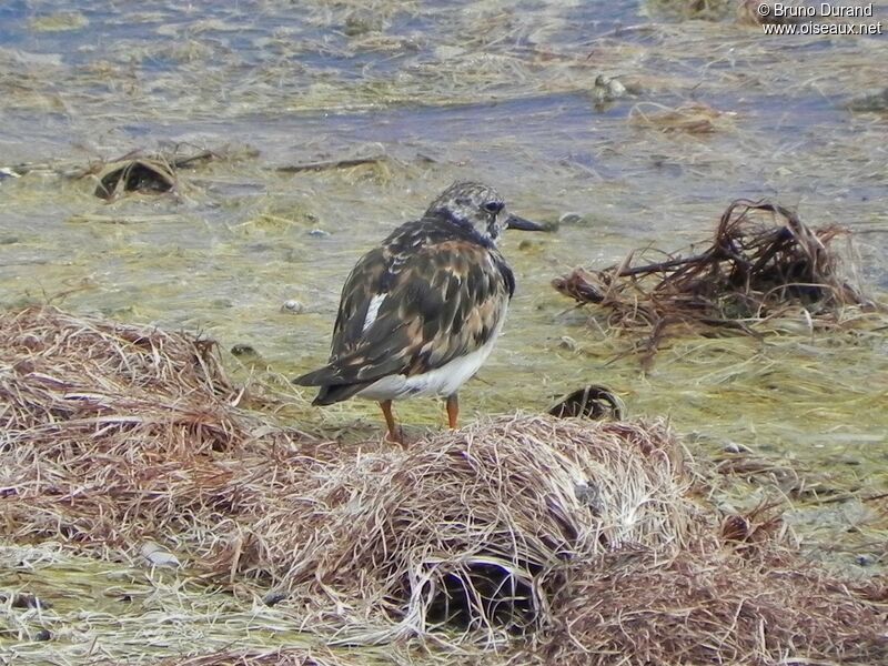 Tournepierre à collieradulte, identification, Comportement