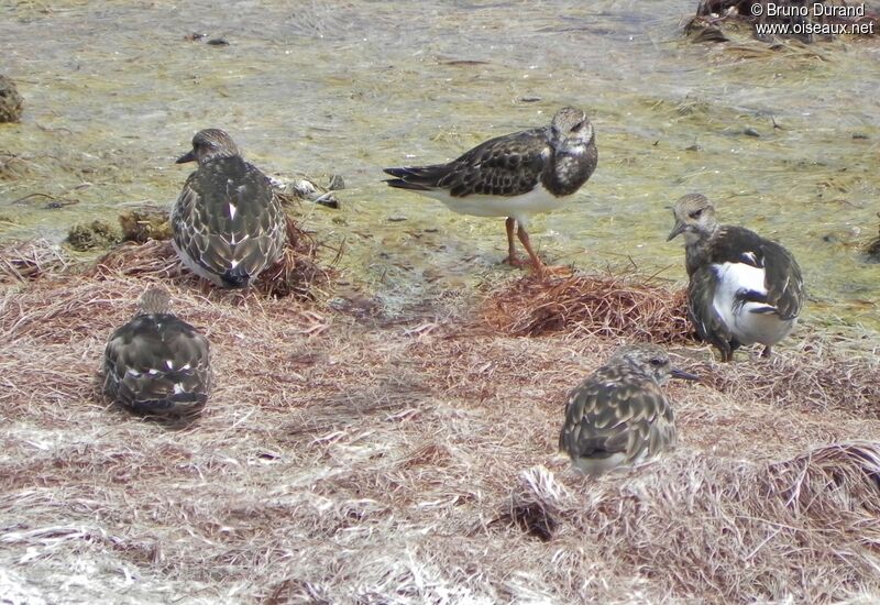 Tournepierre à collier, identification, Comportement