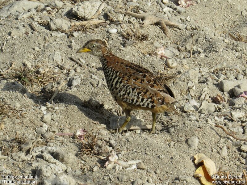 Barred Buttonquailadult, identification