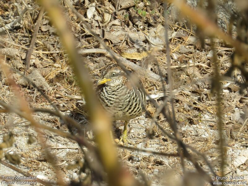 Barred Buttonquailadult, identification