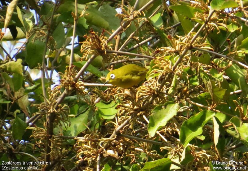 Zostérops à ventre citronadulte, identification