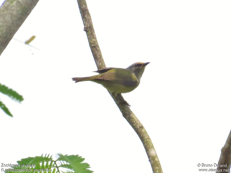 Mees's White-eye, identification