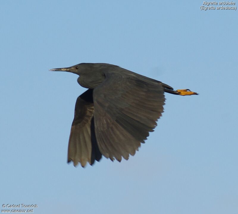 Black Heronadult, identification