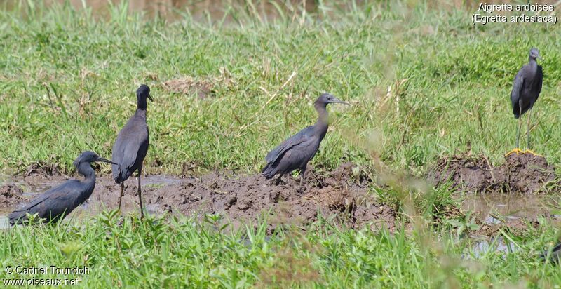 Black Heron, identification